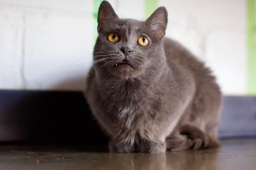 Enlarge Carley, a Adoptable Domestic Short Hair in Ferndale, MI image 2/6