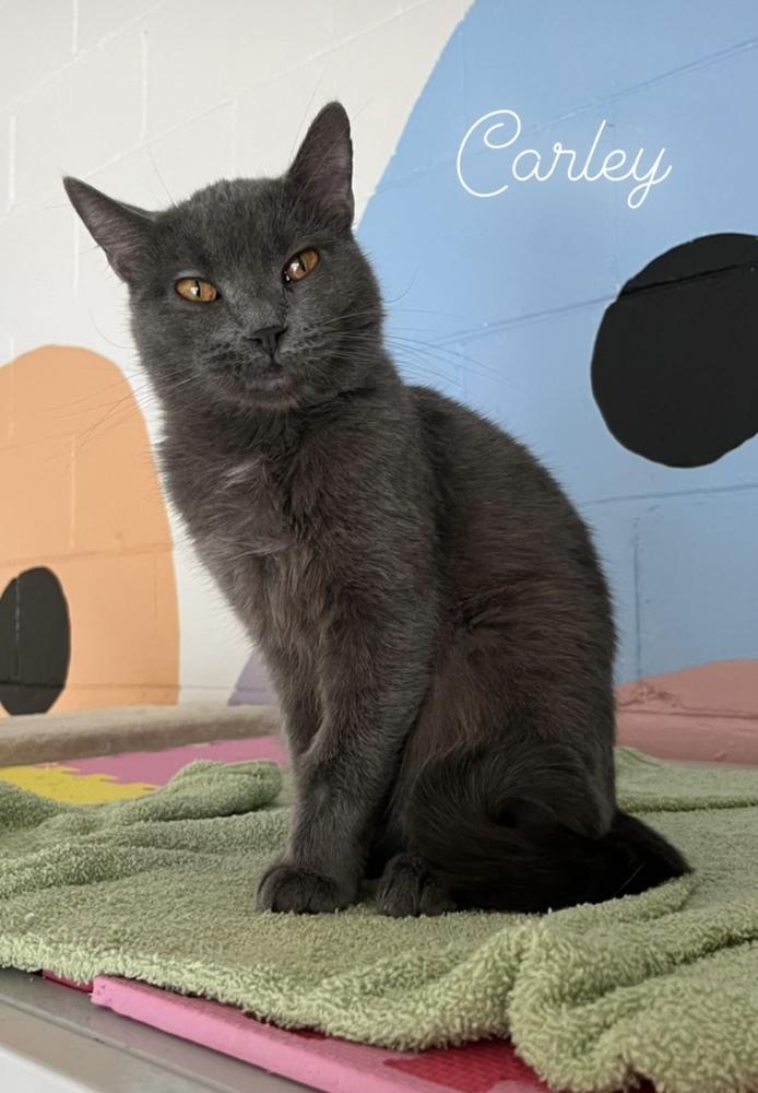 Enlarge Carley, a Adoptable Domestic Short Hair in Ferndale, MI image 2/5