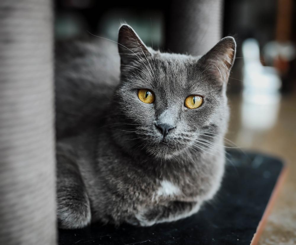 Carley, Adoptable, Adult Female Domestic Short Hair.