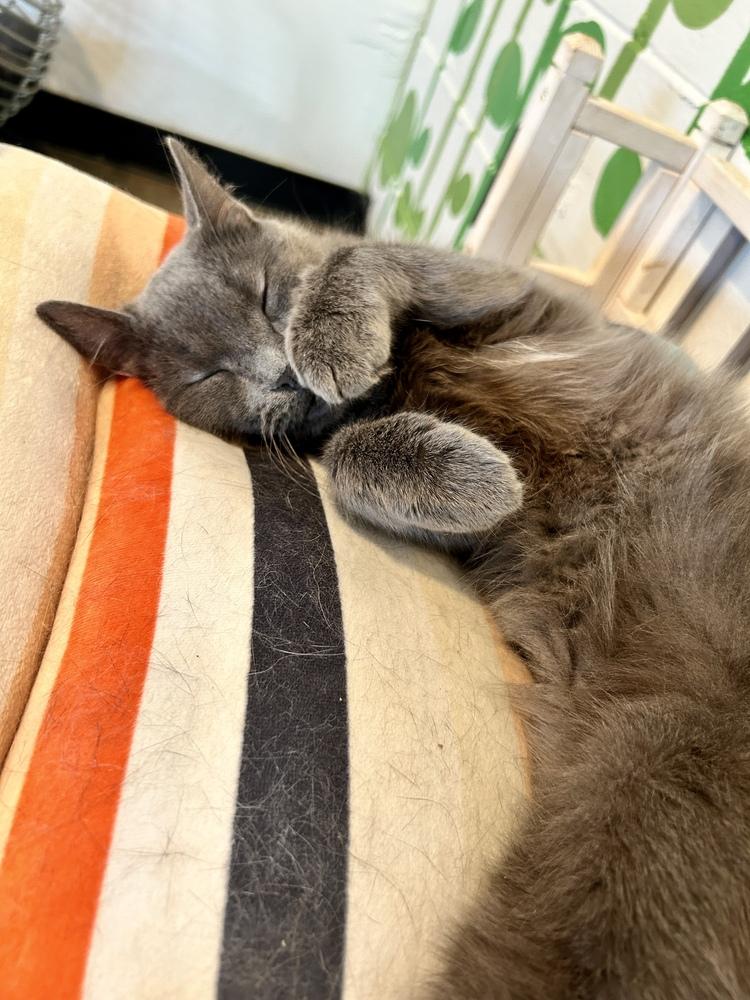 Enlarge Carley, a Adoptable Domestic Short Hair in Ferndale, MI image 5/5