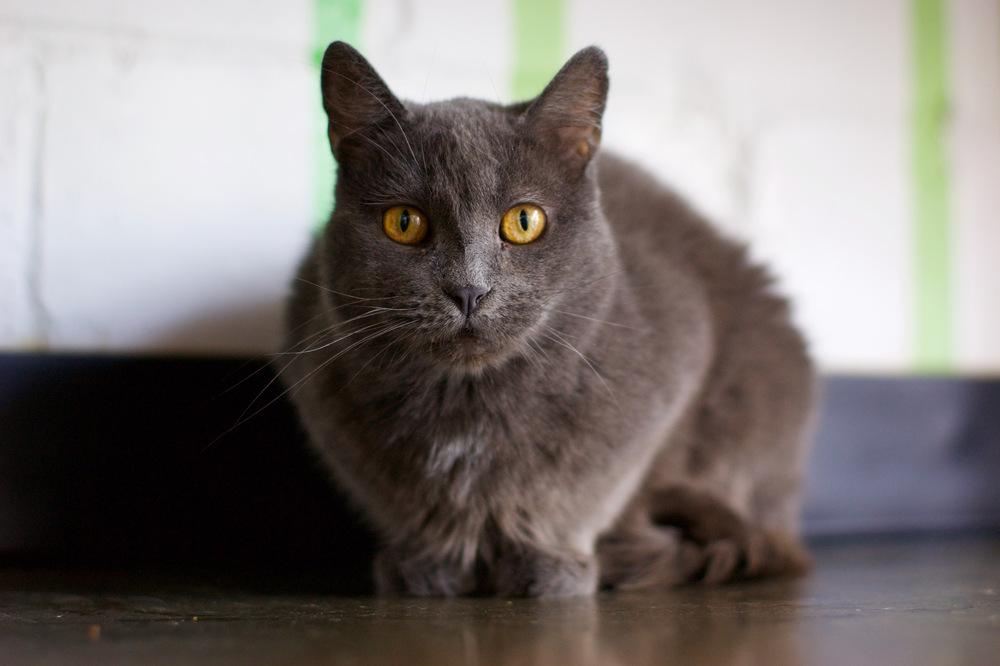 Enlarge Carley, a Adoptable Domestic Short Hair in Ferndale, MI image 5/6