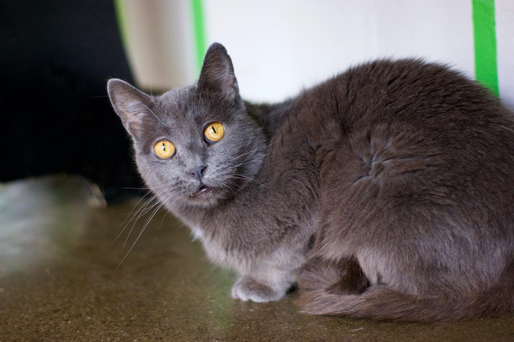 Enlarge Carley, a Adoptable Domestic Short Hair in Ferndale, MI image 6/6