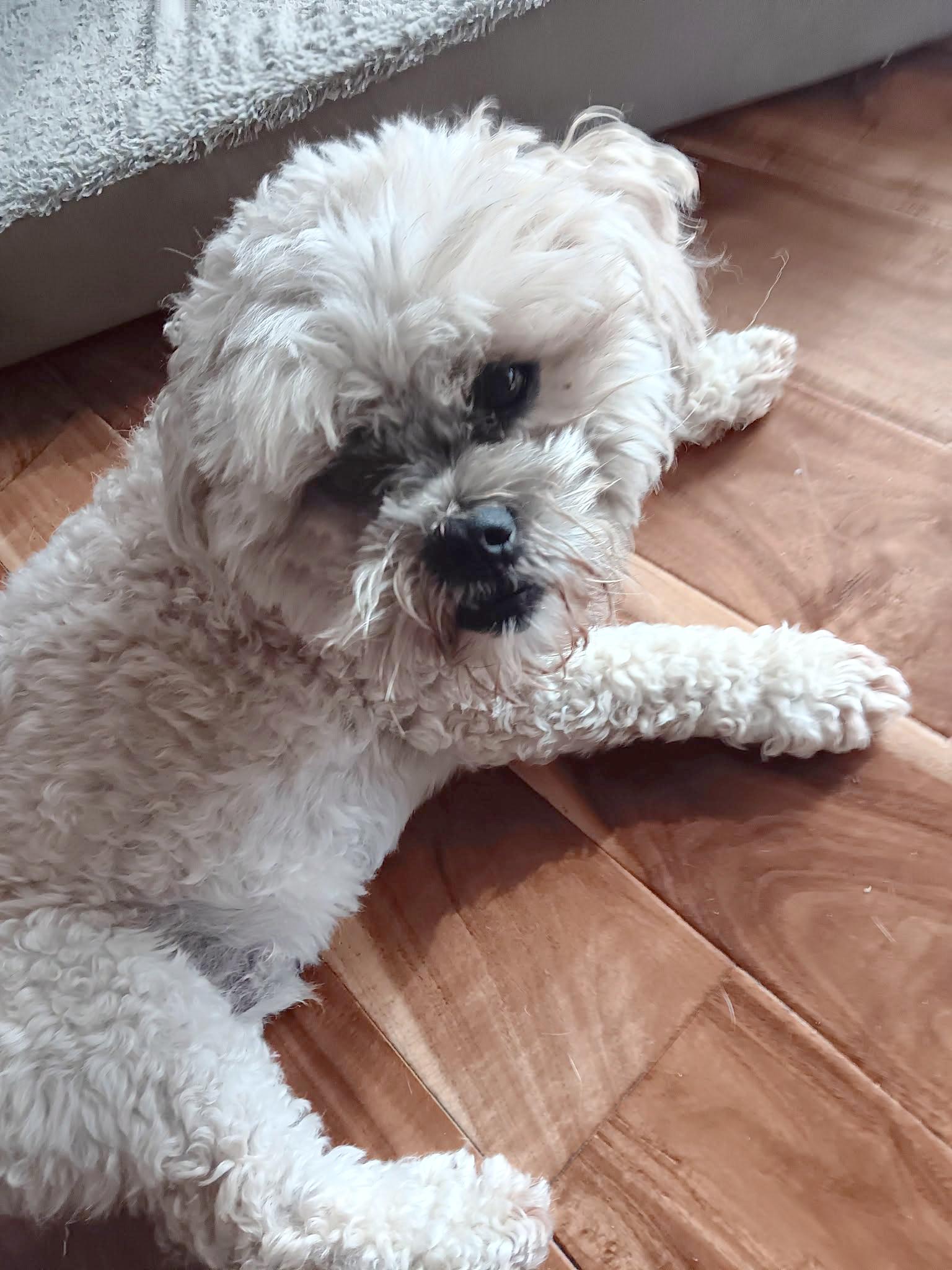 Griffy, adopted, Adult Male Bichon Frise.