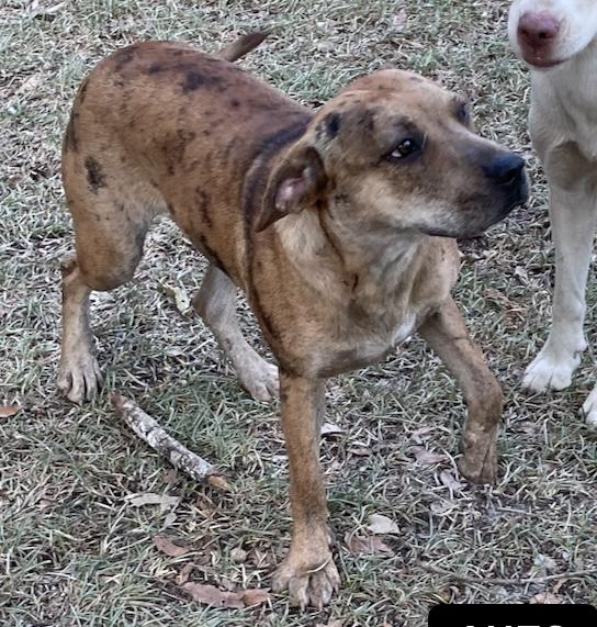 Enlarge Whippy, a Adoptable mixed breed in Cairo, GA image 1/1