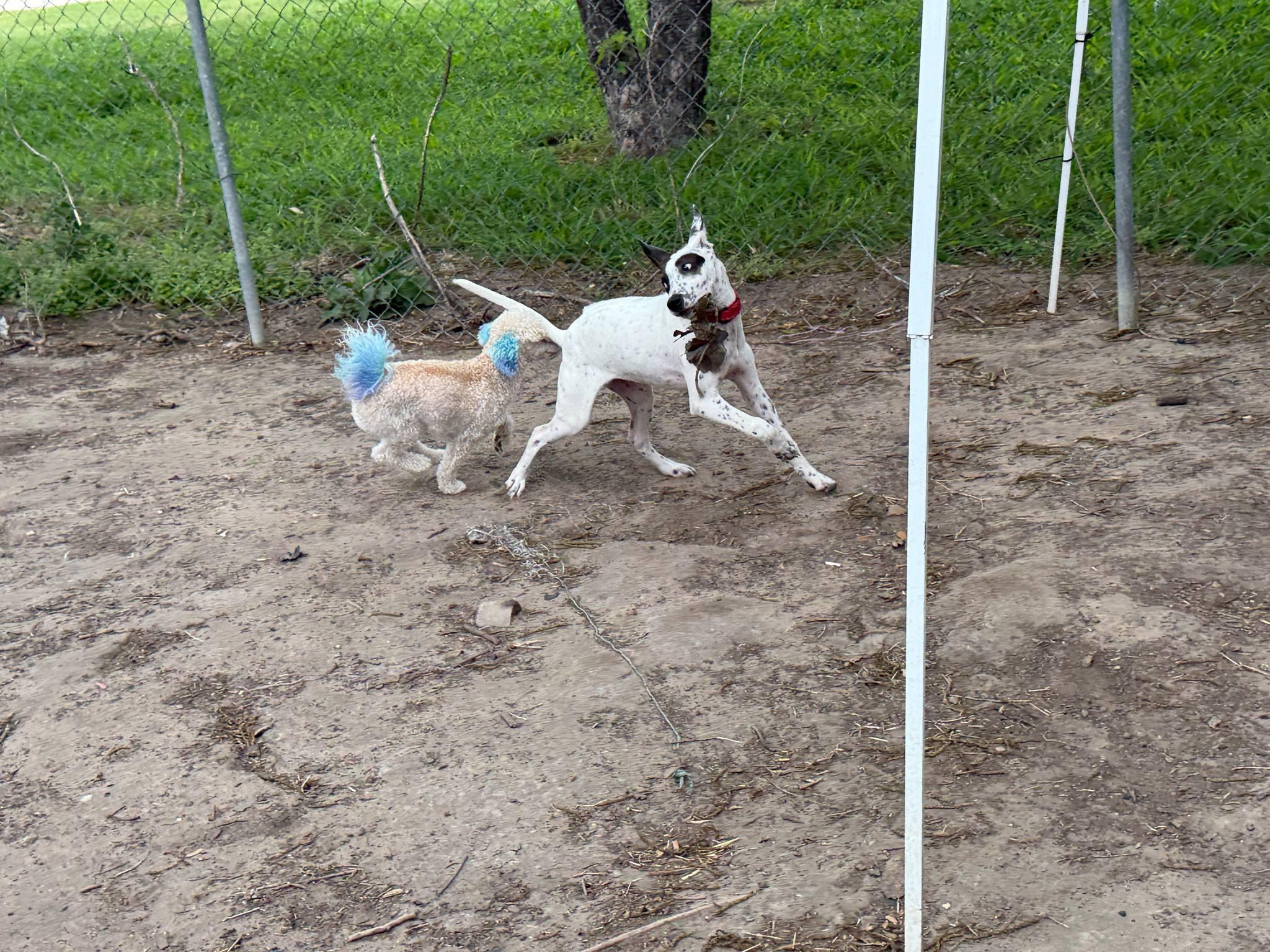 Enlarge Faith, a Adopted mixed breed in San Antonio, TX image 4/4