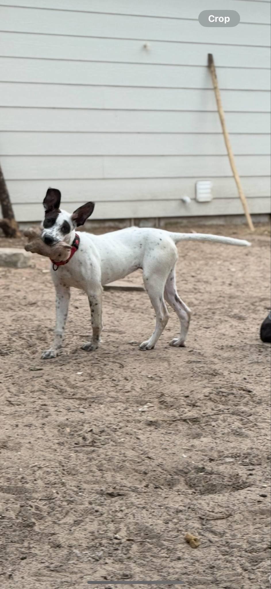 Enlarge Faith, a Adopted mixed breed in San Antonio, TX image 3/4
