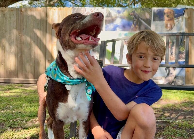 Duke of Delight, a Adoptable mixed breed in Eagan, MN image 5/6