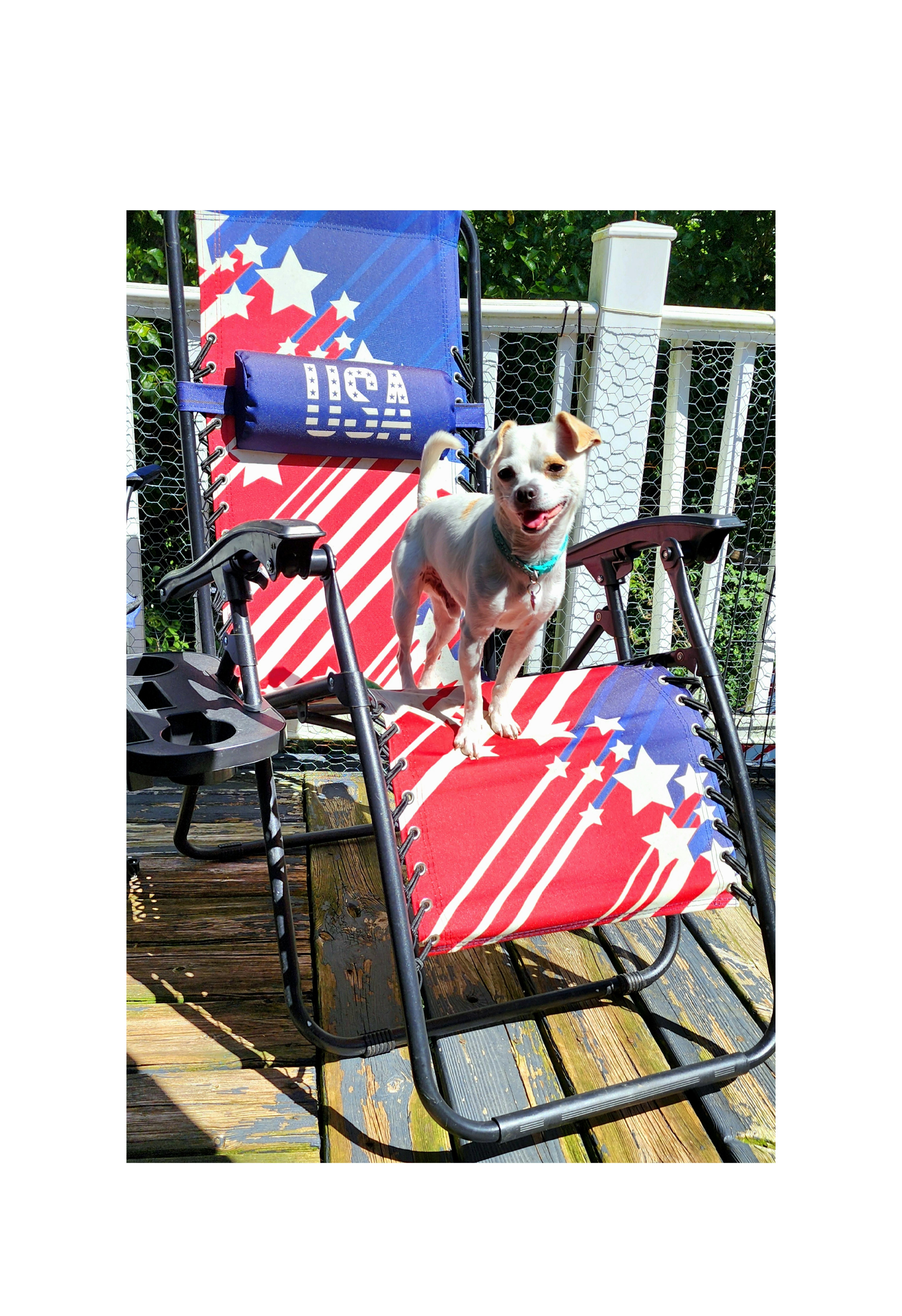 Chip, Adoptable, Young Male Chihuahua.