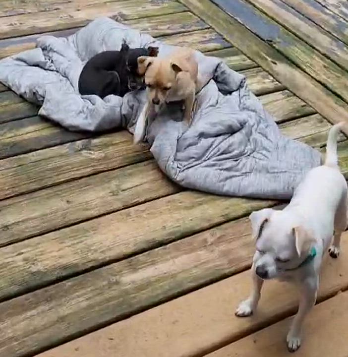 Enlarge Chip, a Adoptable Chihuahua in Lake Geneva, WI video 3/6