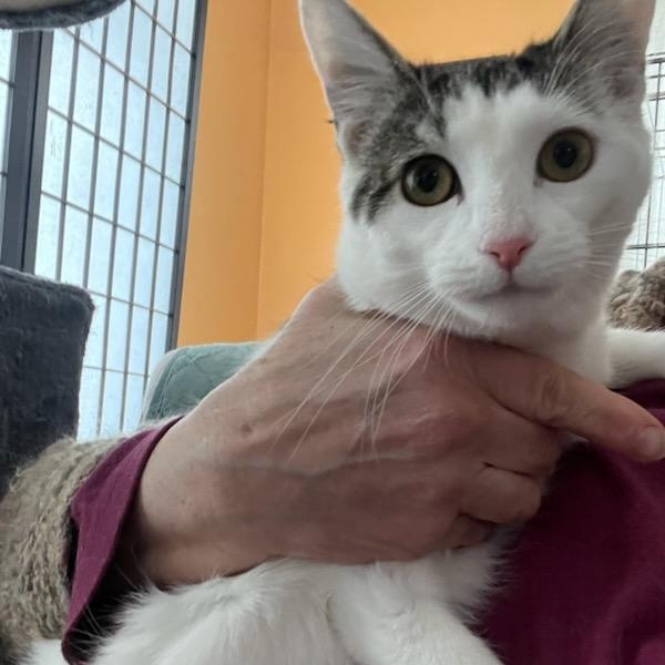 Enlarge Little Ting, an adopted Domestic Short Hair in Stanhope, NJ image 3/4