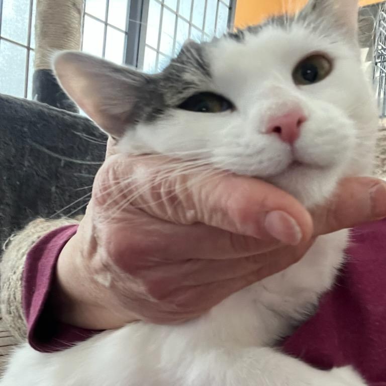 Enlarge Little Ting, an adopted Domestic Short Hair in Stanhope, NJ image 4/4