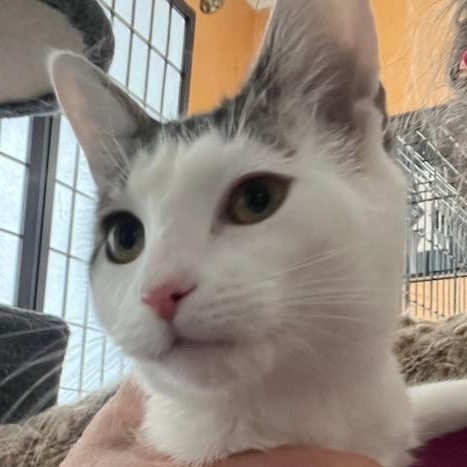 Little Ting, adopted, Young Female Domestic Short Hair.