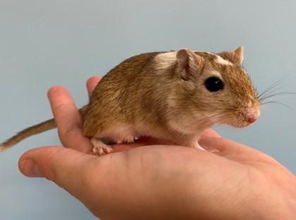 Enlarge Peanut, a Adoptable Gerbil in Woodbury, MN image 1/4