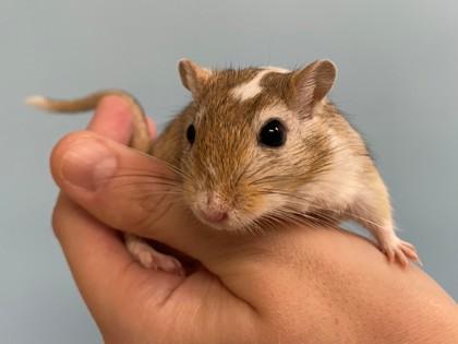 Enlarge Peanut, a Adoptable Gerbil in Woodbury, MN image 2/4