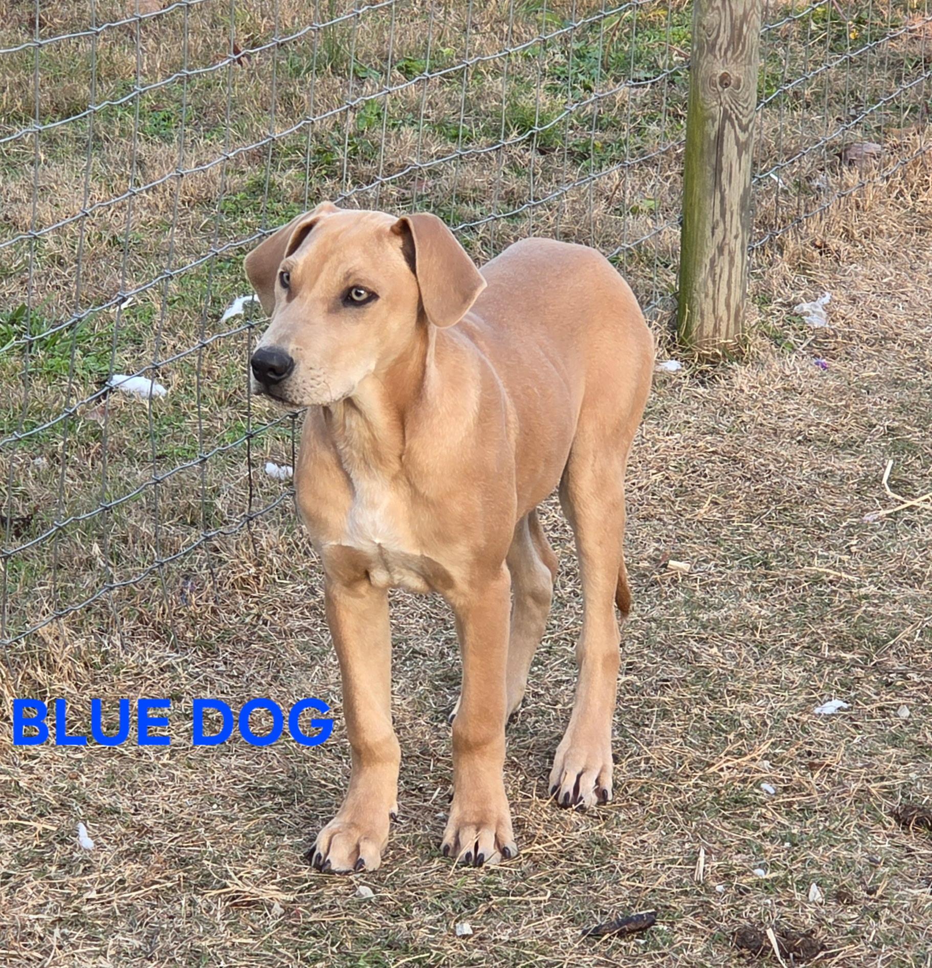 Blue, a ADOPTABLE mixed breed in Melbourne, AR image 1/6