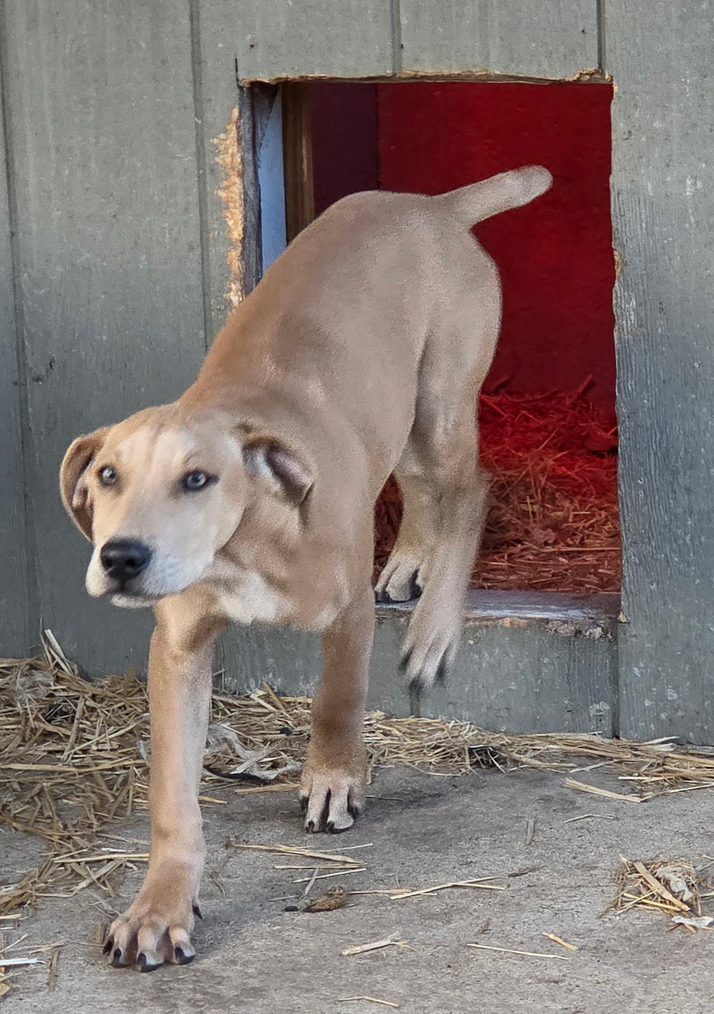 Blue, a ADOPTABLE mixed breed in Melbourne, AR image 3/6