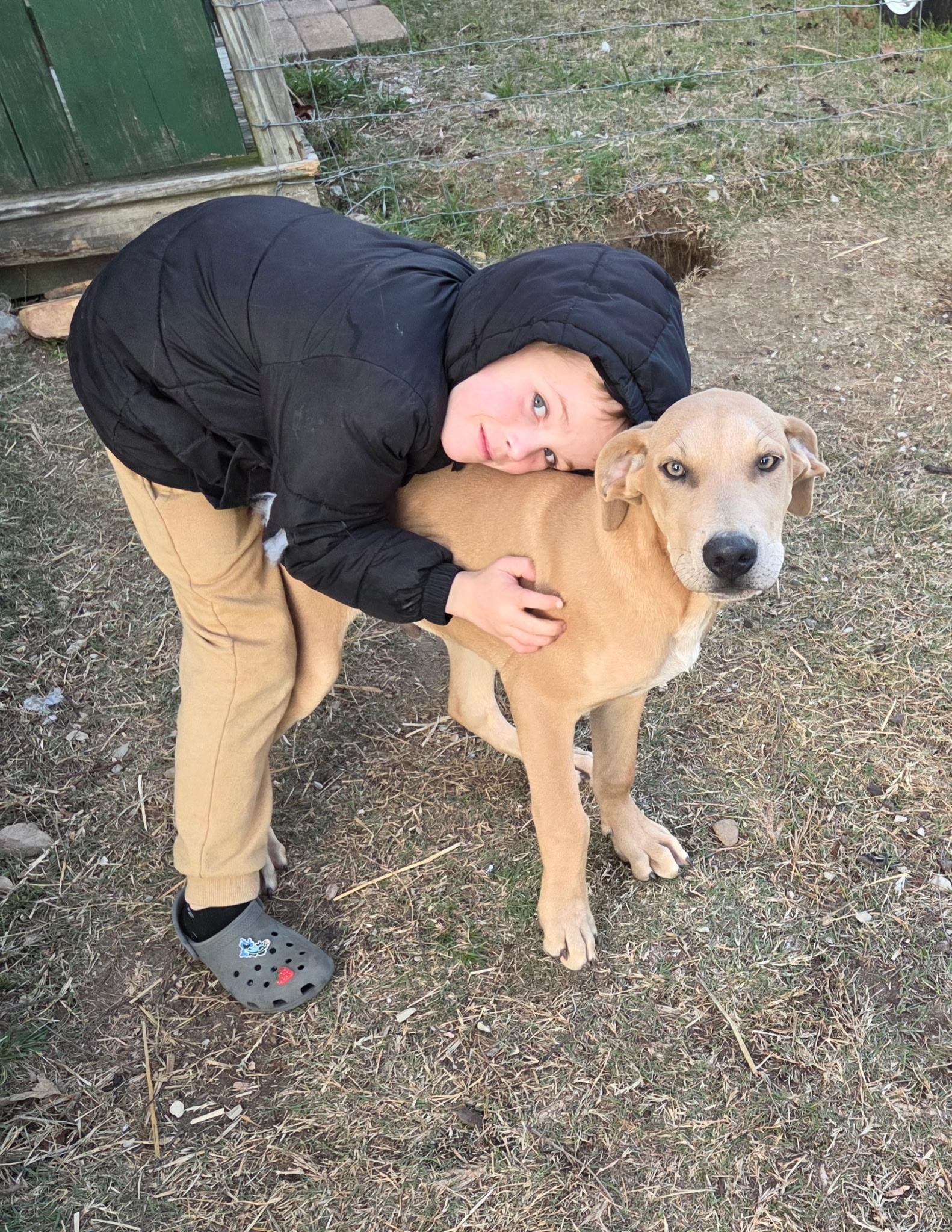 Blue, a ADOPTABLE mixed breed in Melbourne, AR image 4/6