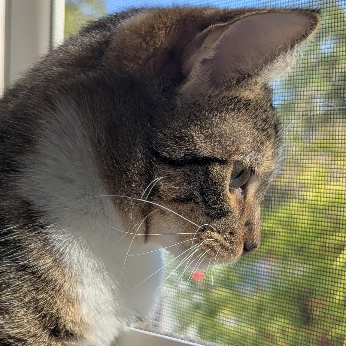 Enlarge Falcon, a Adoptable Domestic Short Hair in New Bern, NC image 5/5
