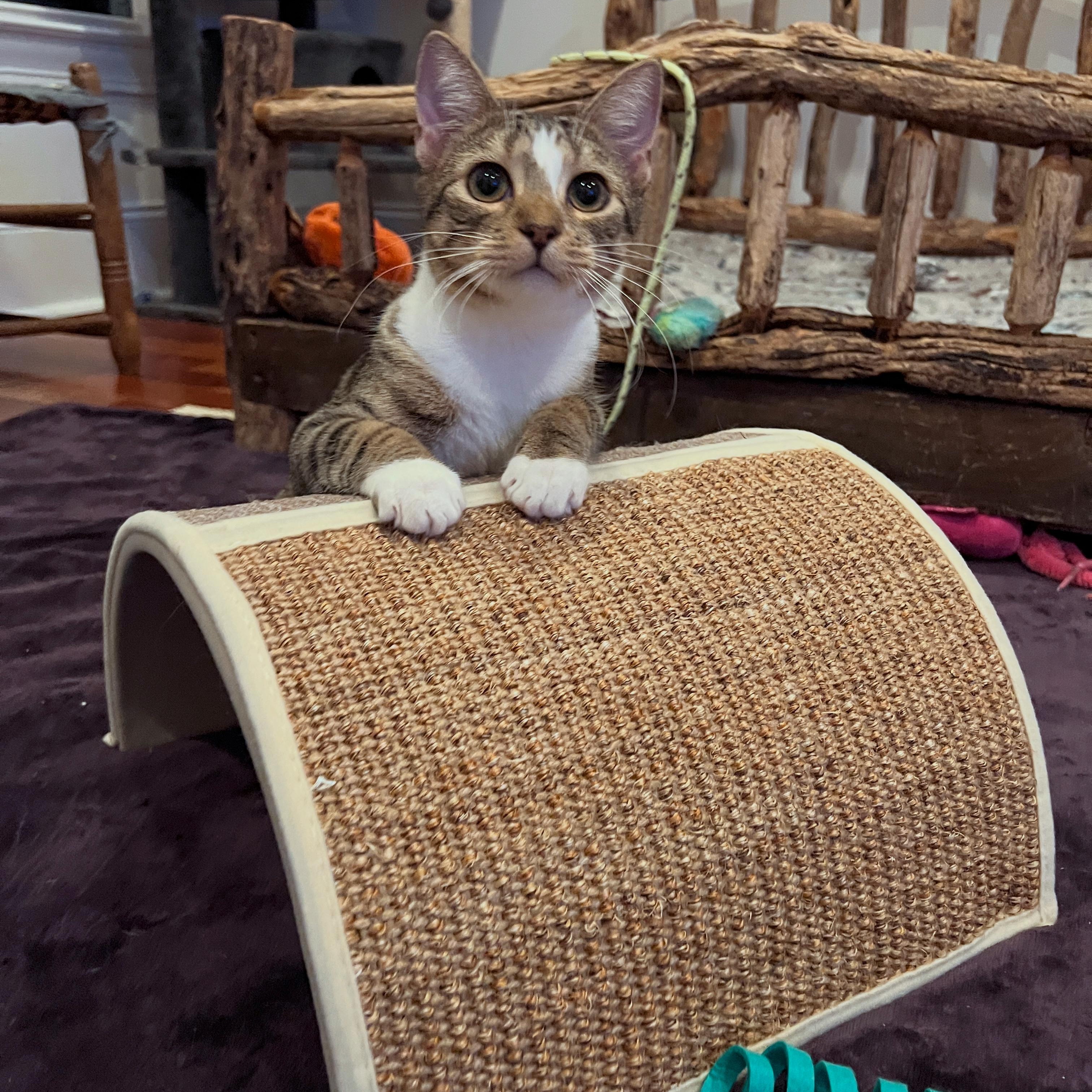 Falcon, Adoptable, Young Male Domestic Short Hair.