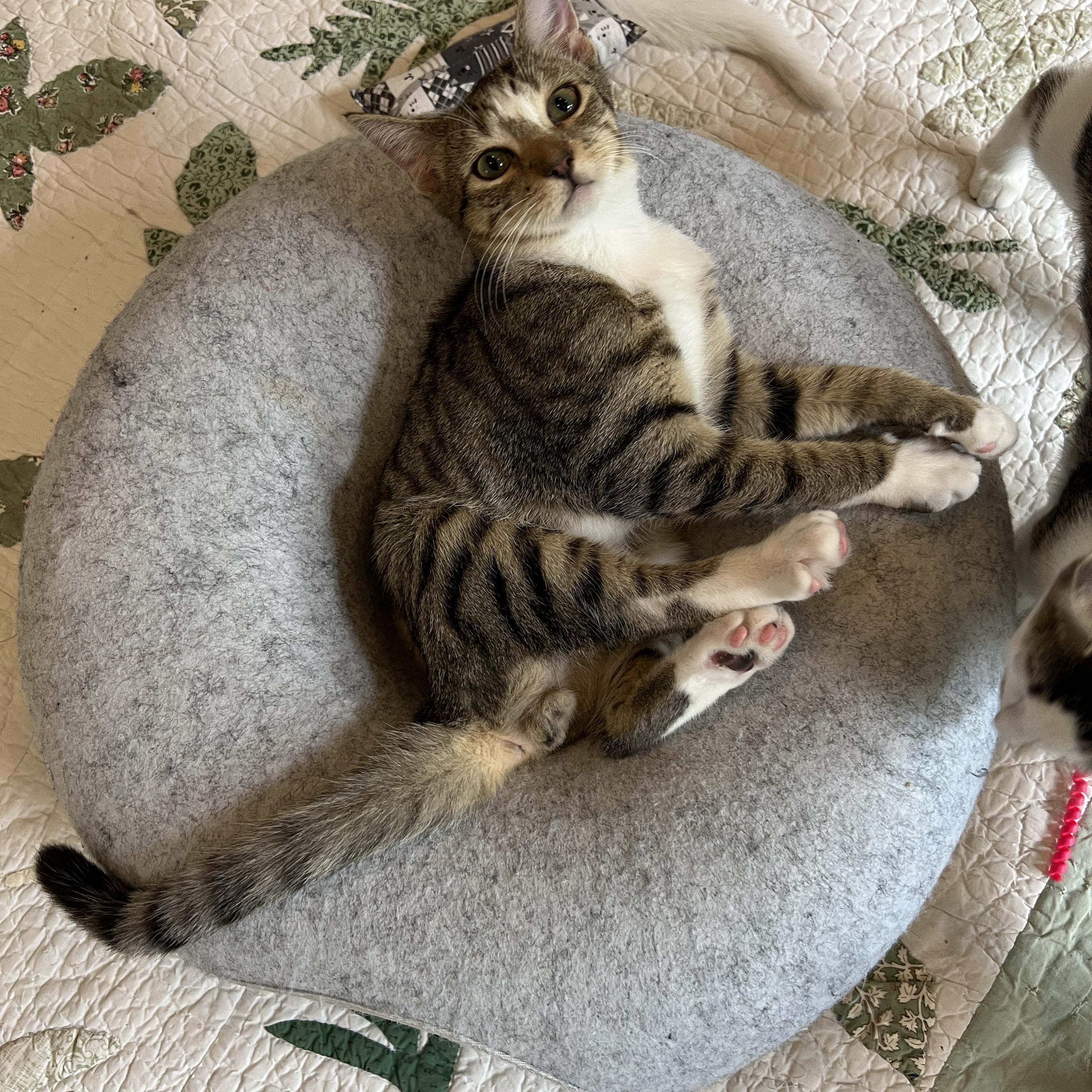 Falcon, Adoptable, Young Male Domestic Short Hair.