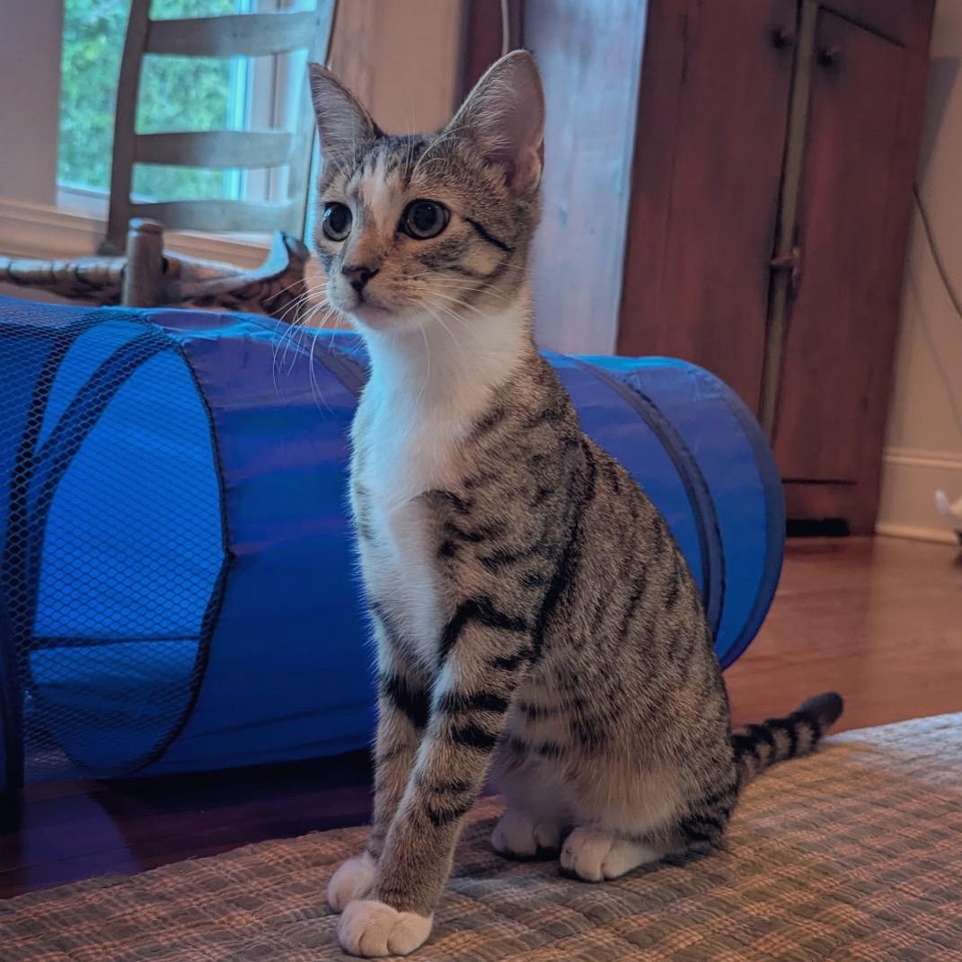 Enlarge Falcon, a Adoptable Domestic Short Hair in New Bern, NC image 3/5