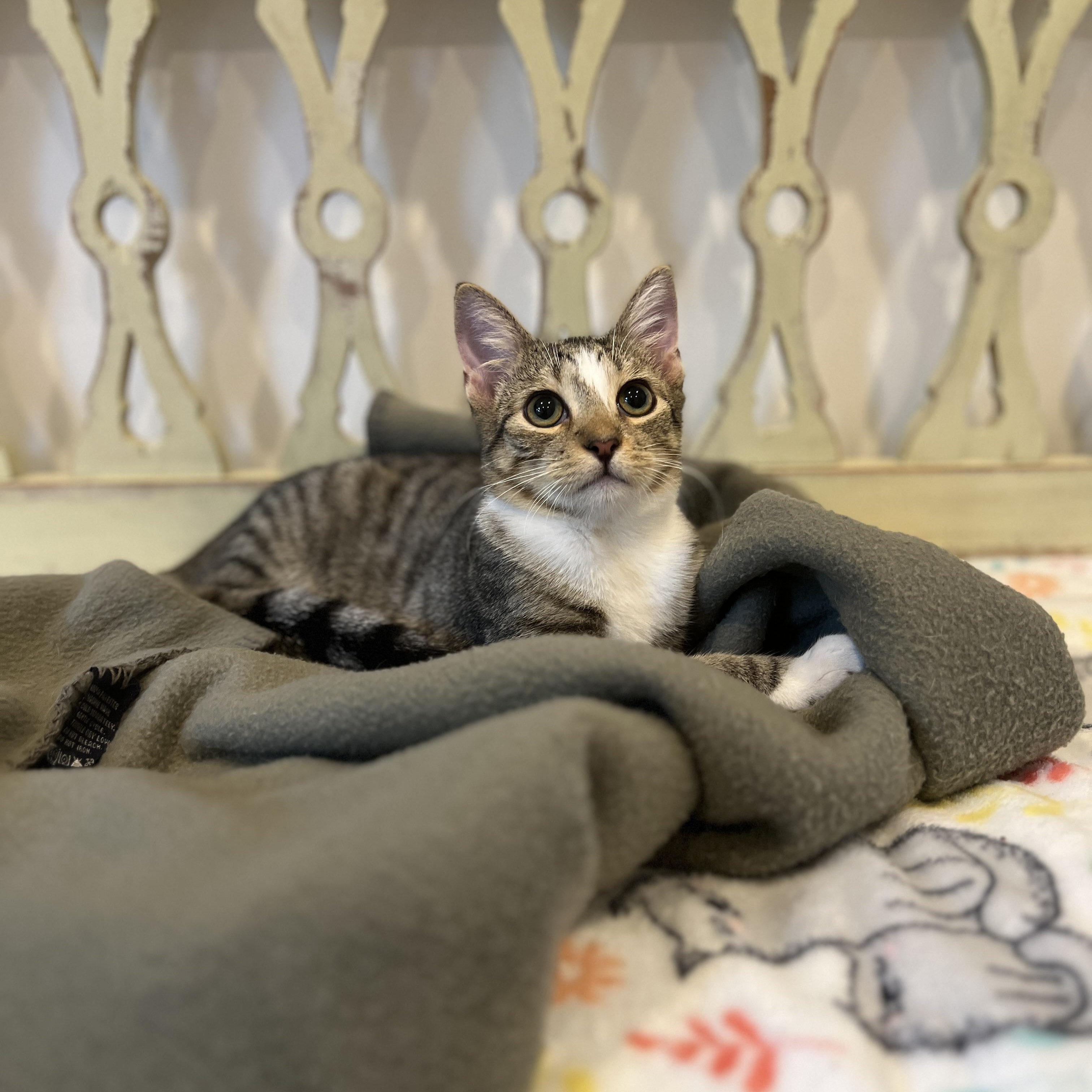 Enlarge Falcon, a Adoptable Domestic Short Hair in New Bern, NC image 4/5