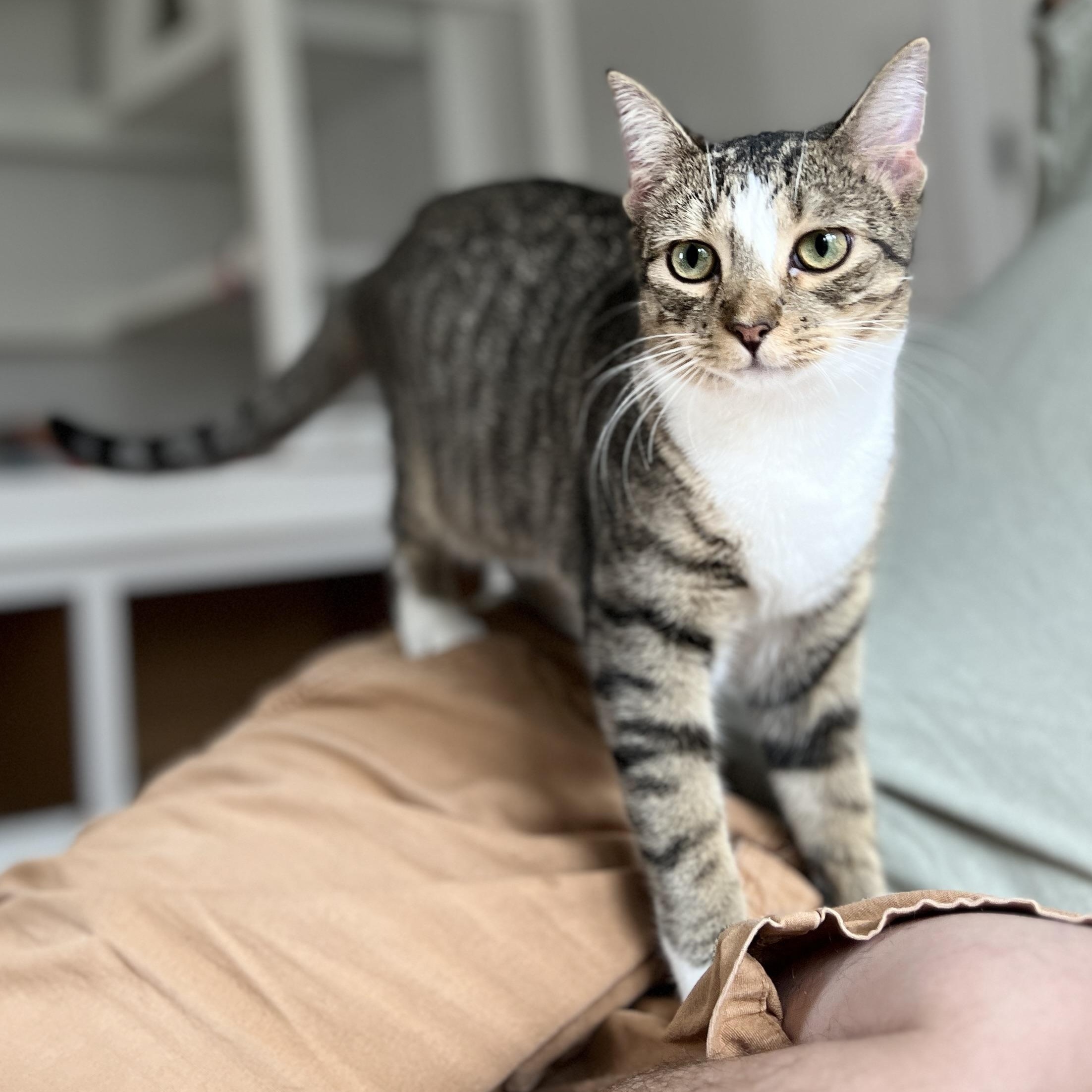 Falcon, Adoptable, Young Male Domestic Short Hair.