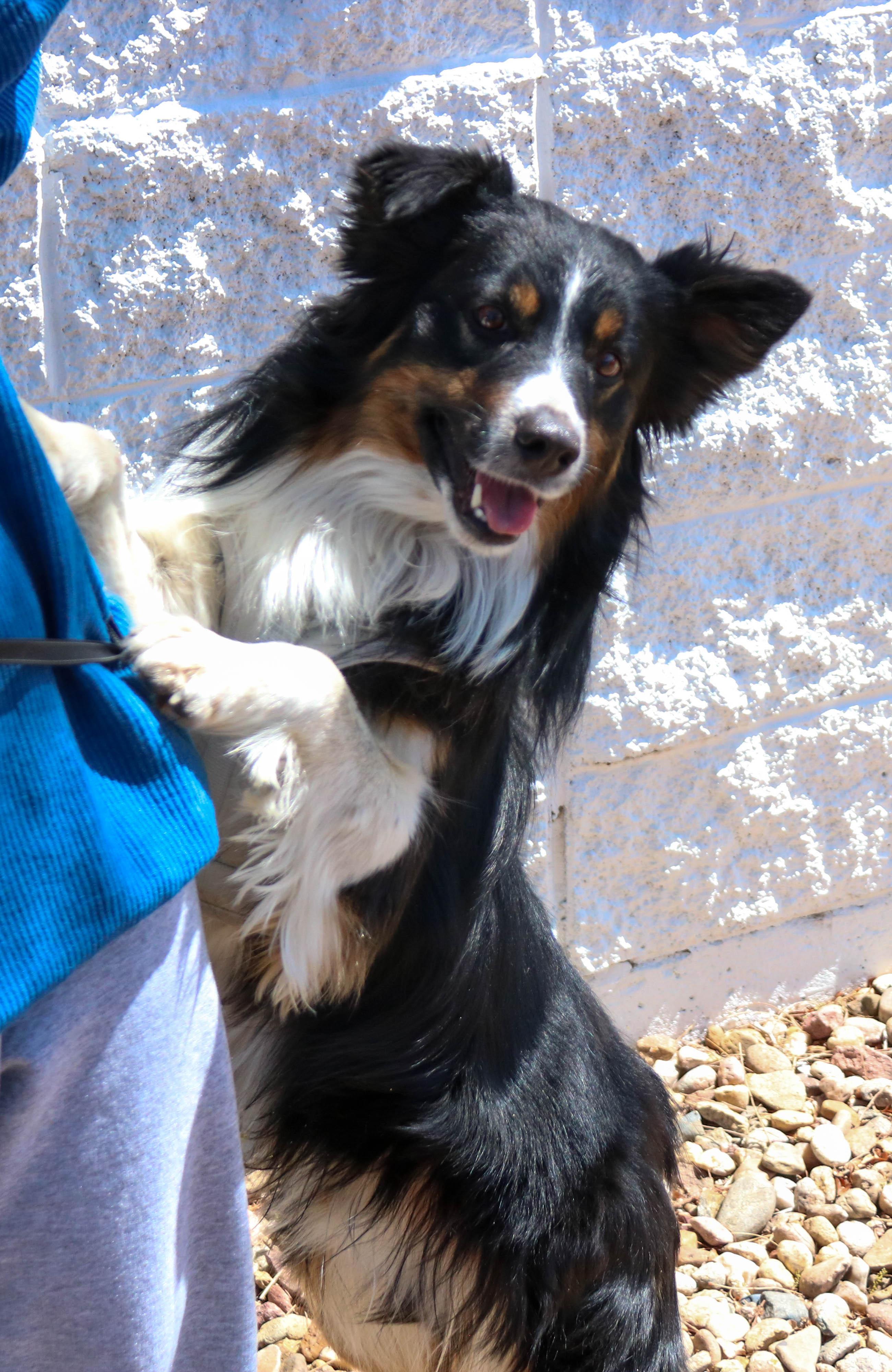 Jack, ADOPTABLE, Adult Male Border Collie.