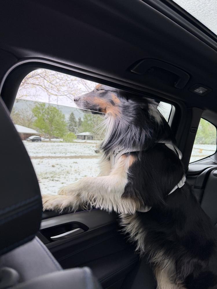 Enlarge Jack, a ADOPTABLE Border Collie in Denver, CO image 6/6
