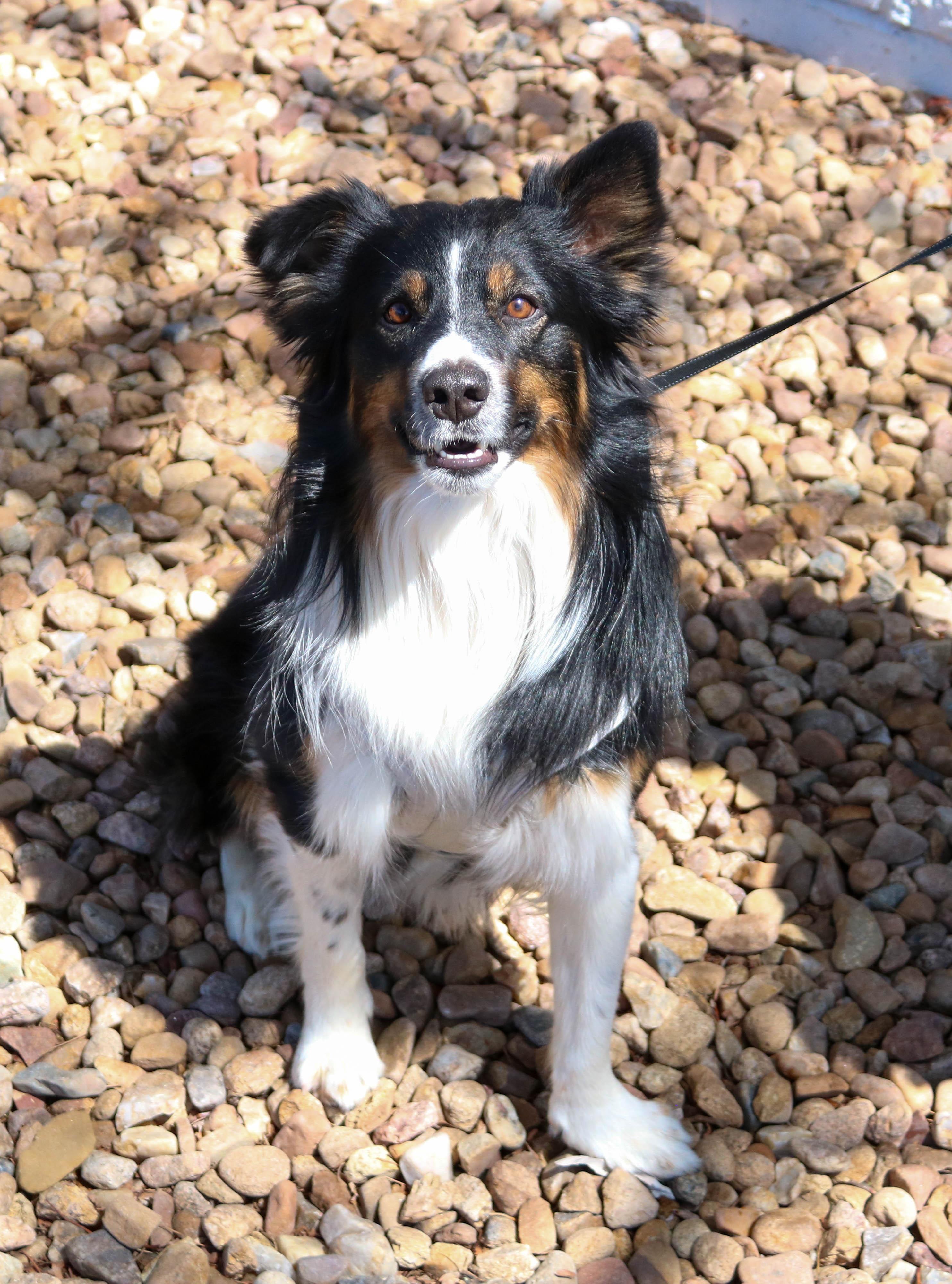 Enlarge Jack, a ADOPTABLE Border Collie in Denver, CO image 3/6
