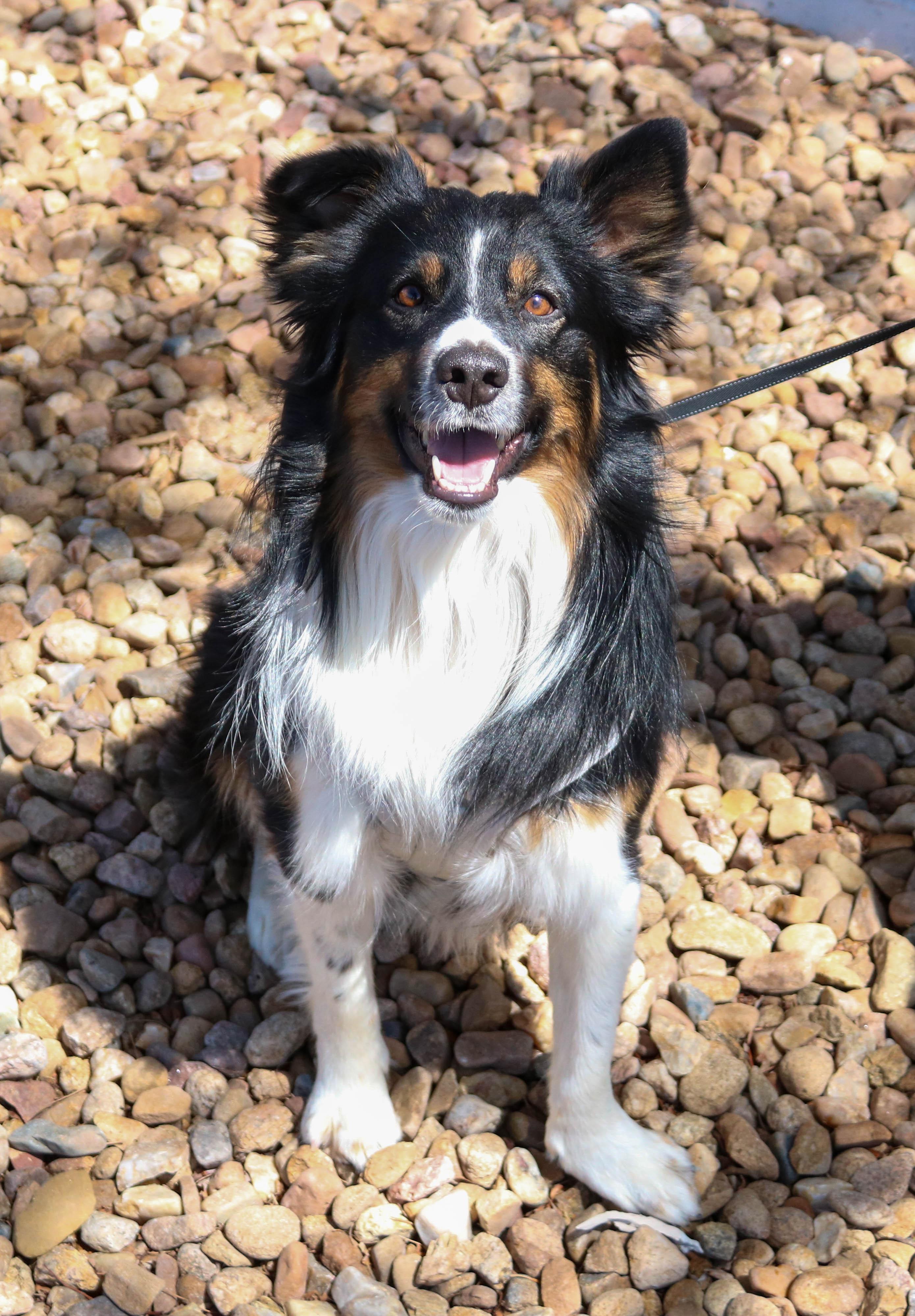 Enlarge Jack, a ADOPTABLE Border Collie in Denver, CO image 2/6