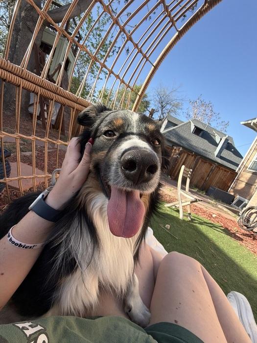 Enlarge Jack, a ADOPTABLE Border Collie in Denver, CO image 5/6