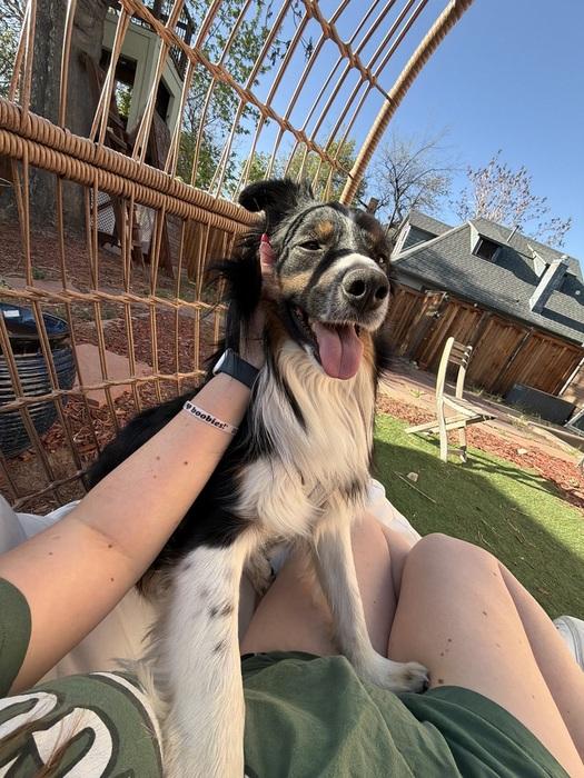 Enlarge Jack, a ADOPTABLE Border Collie in Denver, CO image 4/6