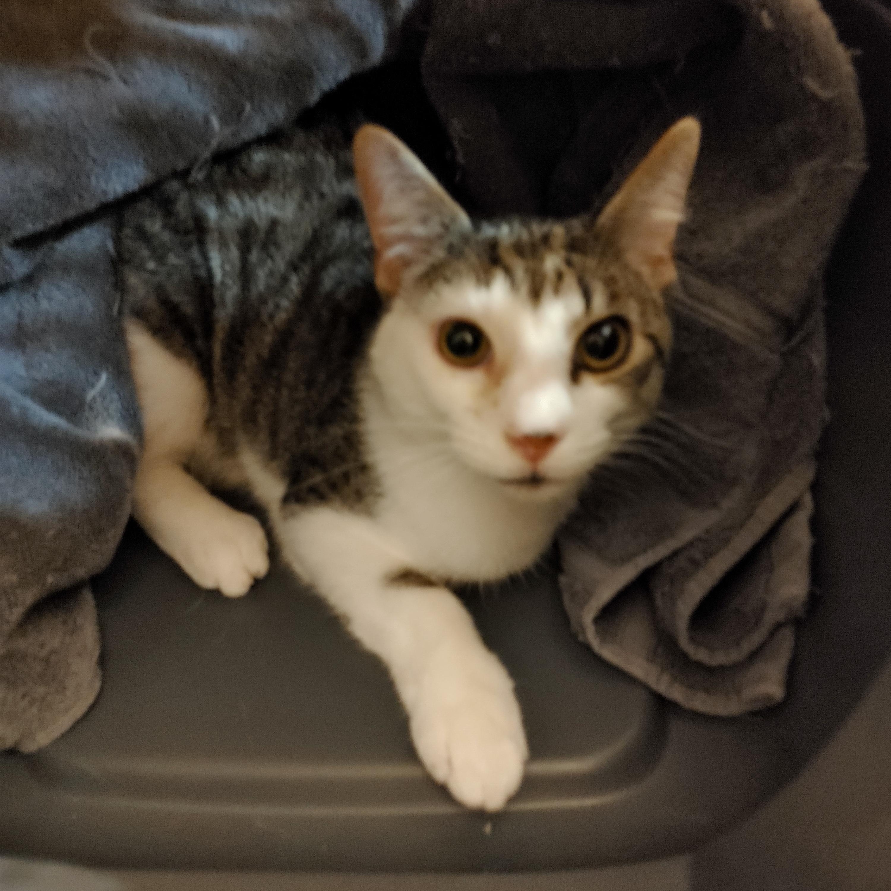 Feisty, a Adoptable Tabby in Waynesboro, VA image 2/4