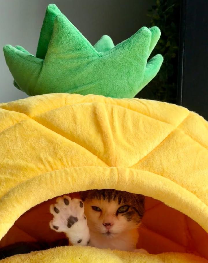 Feisty, a Adoptable Tabby in Waynesboro, VA image 4/4