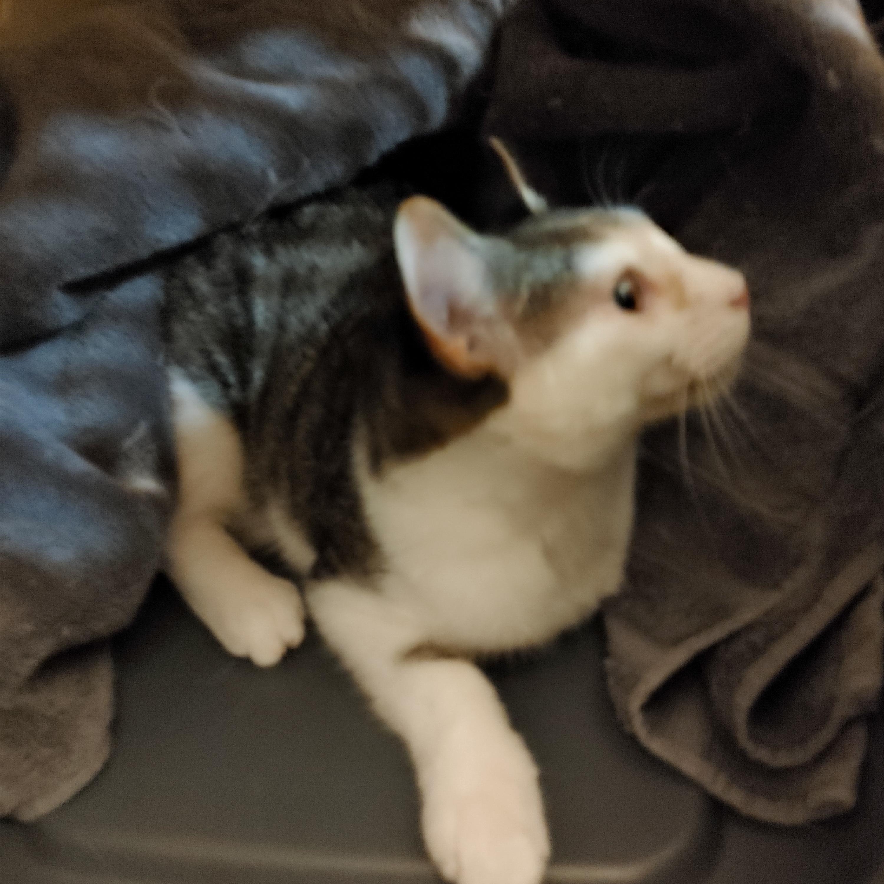 Feisty, a Adoptable Tabby in Waynesboro, VA image 3/4