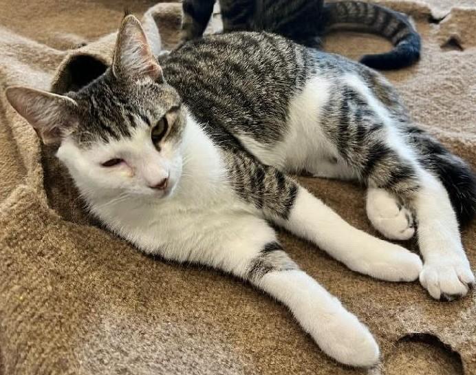 Feisty, Adoptable, Kitten Male Tabby.