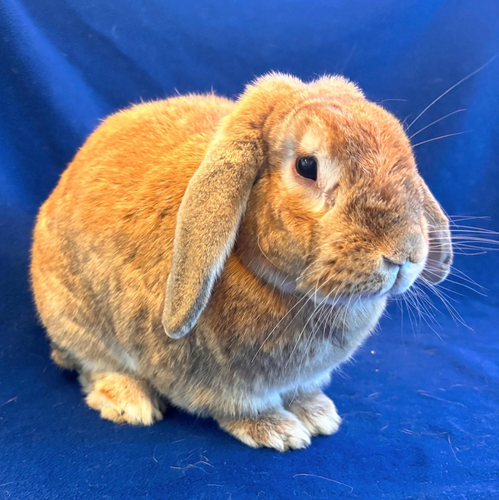 Enlarge Blondie, a Adoptable Lop Eared in Burlingame, CA image 1/1