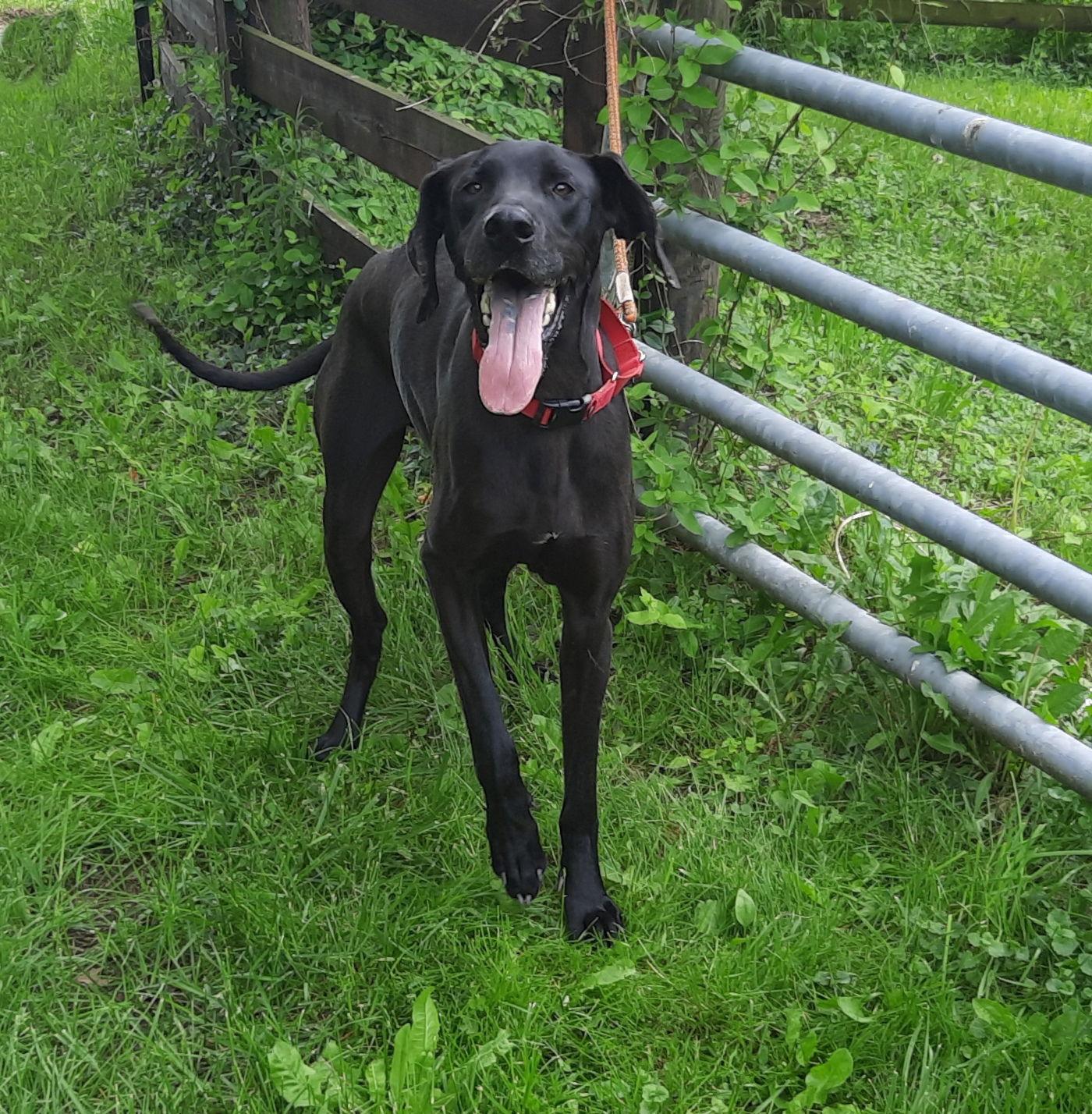 Diva, a Adoptable Great Dane in Mcconnelsville, OH image 1/3