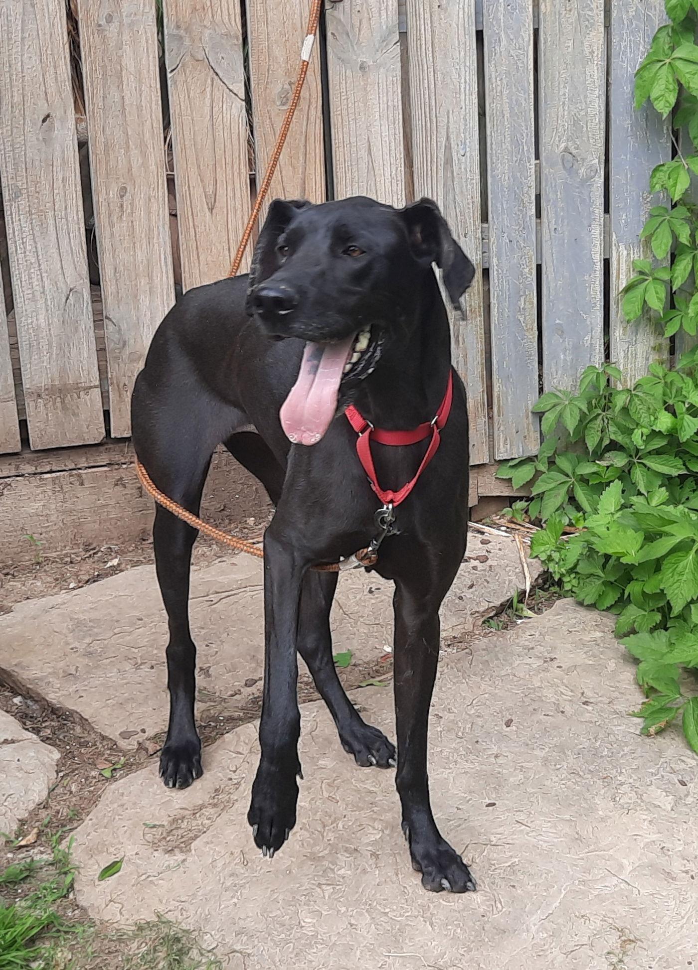 Diva, a Adoptable Great Dane in Mcconnelsville, OH image 2/3