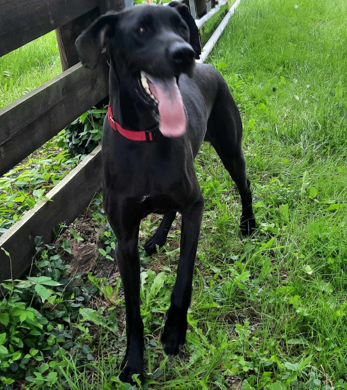 Diva, a Adoptable Great Dane in Mcconnelsville, OH image 3/3