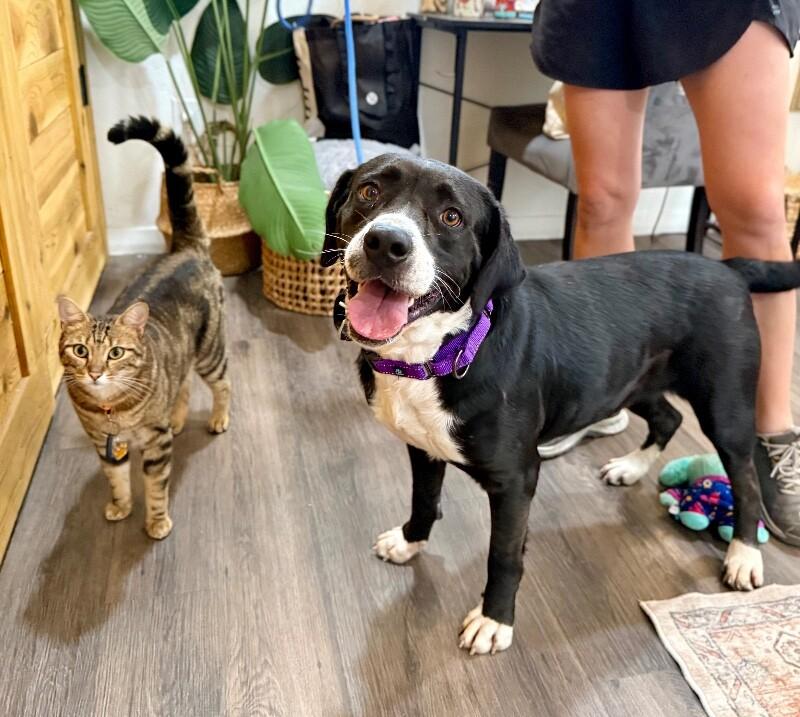 Gidget Bee Sweeter Than Honey — thumbnail 2