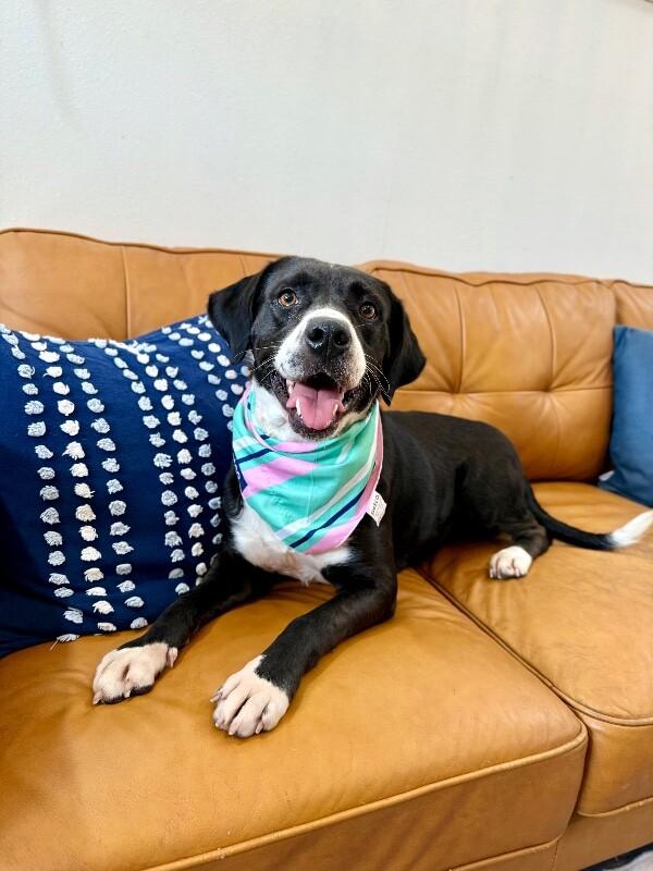 Gidget Bee Sweeter Than Honey — thumbnail 3