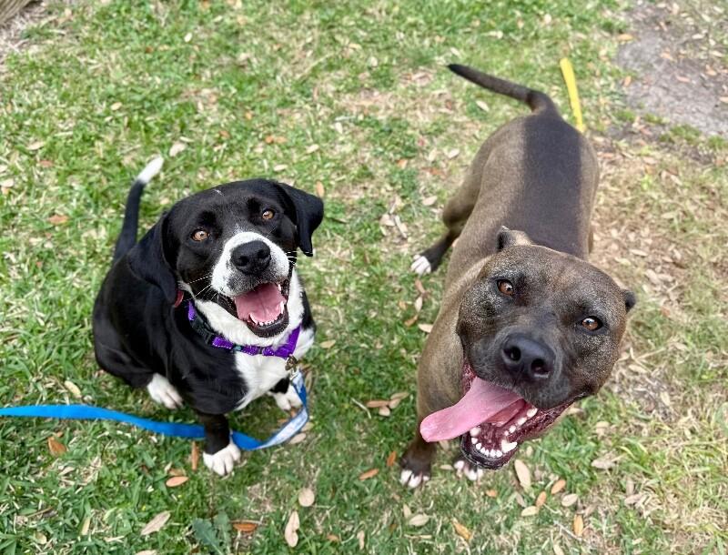 Gidget Bee Sweeter Than Honey — thumbnail 5