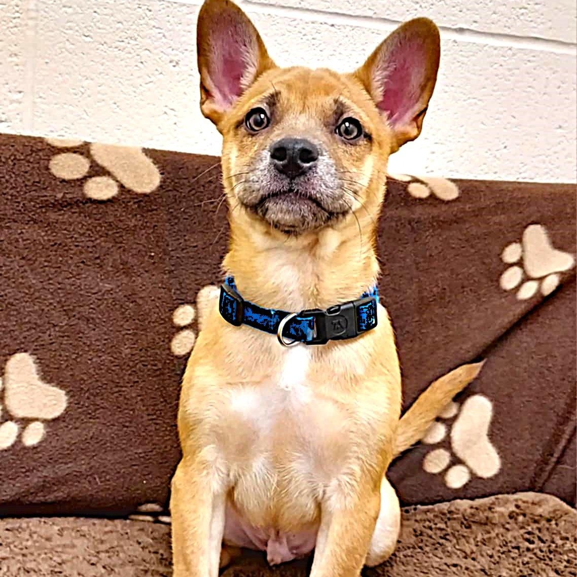 Hugo, a Adopted mixed breed in Falls Creek, PA image 2/6