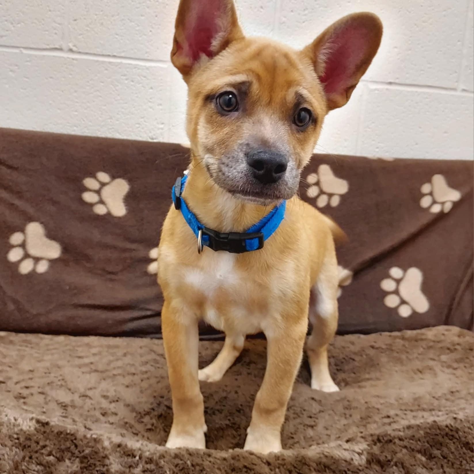 Hugo, a Adopted mixed breed in Falls Creek, PA image 6/6