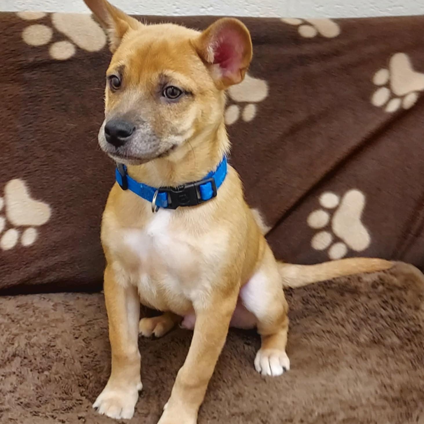 Hugo, a Adopted mixed breed in Falls Creek, PA image 4/6