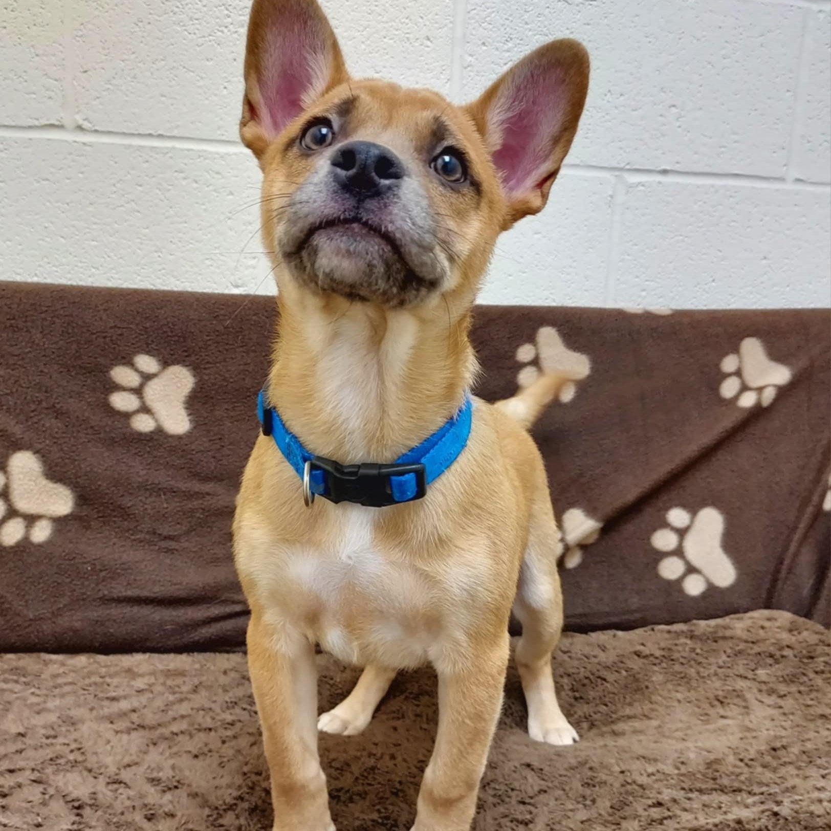 Hugo, Adopted, Puppy Male Shiba Inu & French Bulldog.