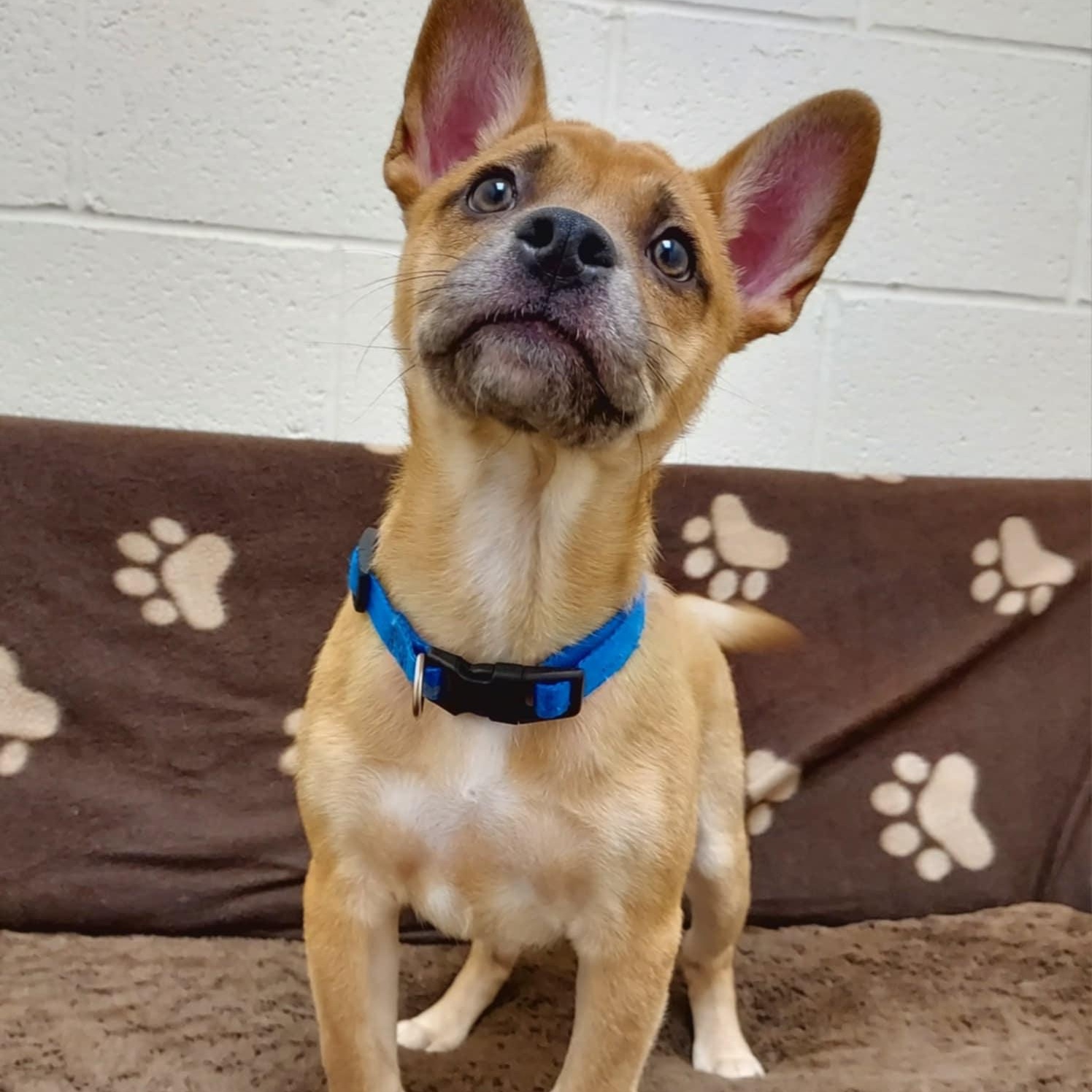 Hugo, a Adopted mixed breed in Falls Creek, PA image 5/6