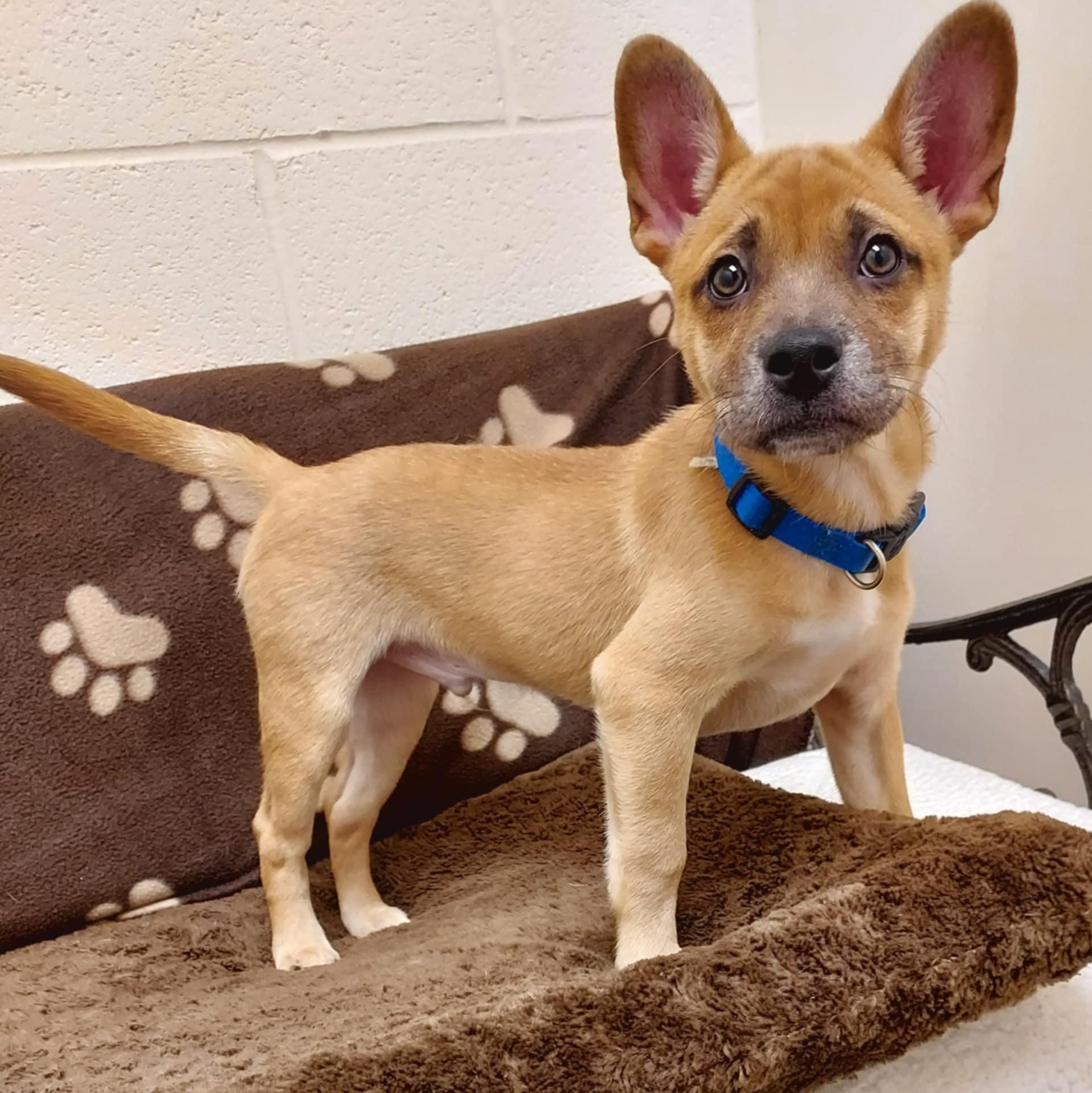 Hugo, a Adopted mixed breed in Falls Creek, PA image 3/6